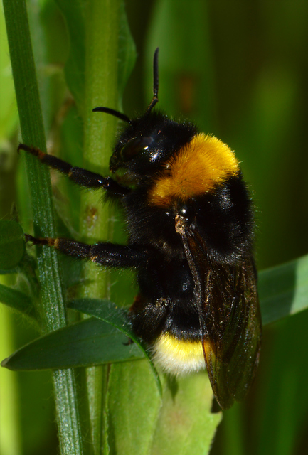 Bombus vestalis
