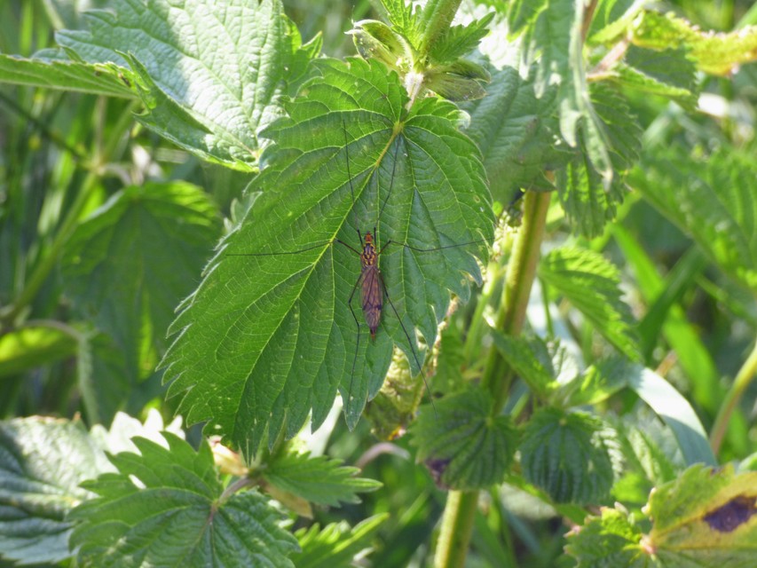 Nephrotoma