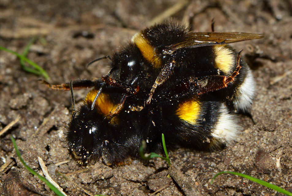 Bombus terrestris - földi poszméh