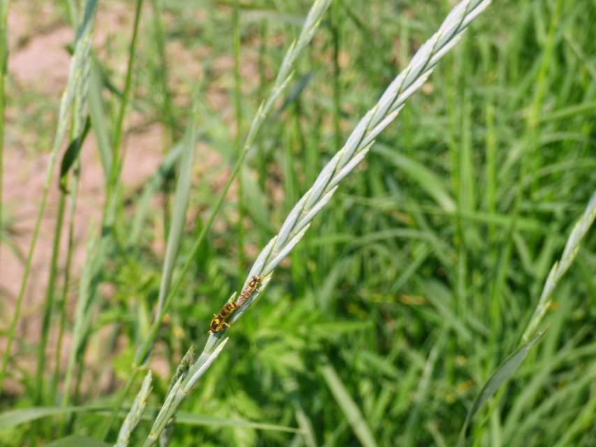 Sphaerophoria
