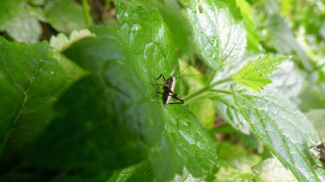 Pholidoptera griseoaptera - szürke avarszöcske