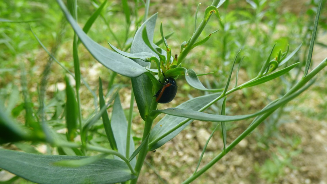Chrysolina rossia - trapézhátú szegélyeslevelész