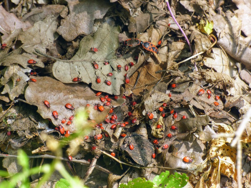 Pyrrhocoris apterus - verőköltő poloska