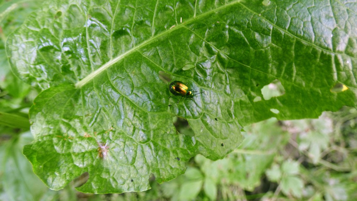 Gastrophysa viridula - sóska-levélbogár Gastrophysa viridula - sóska-levélbogár