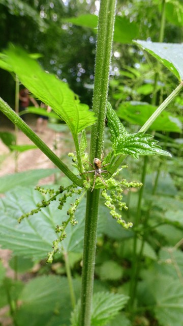 Philodromus