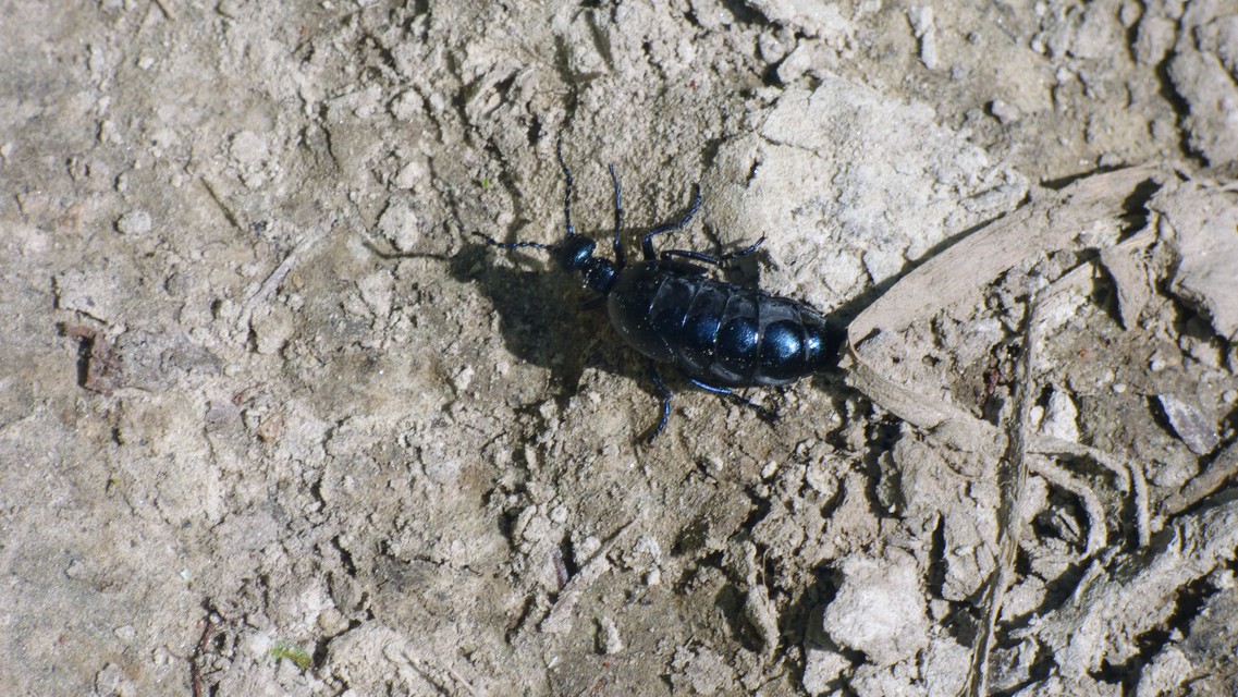 Meloe violaceus - kék nünüke