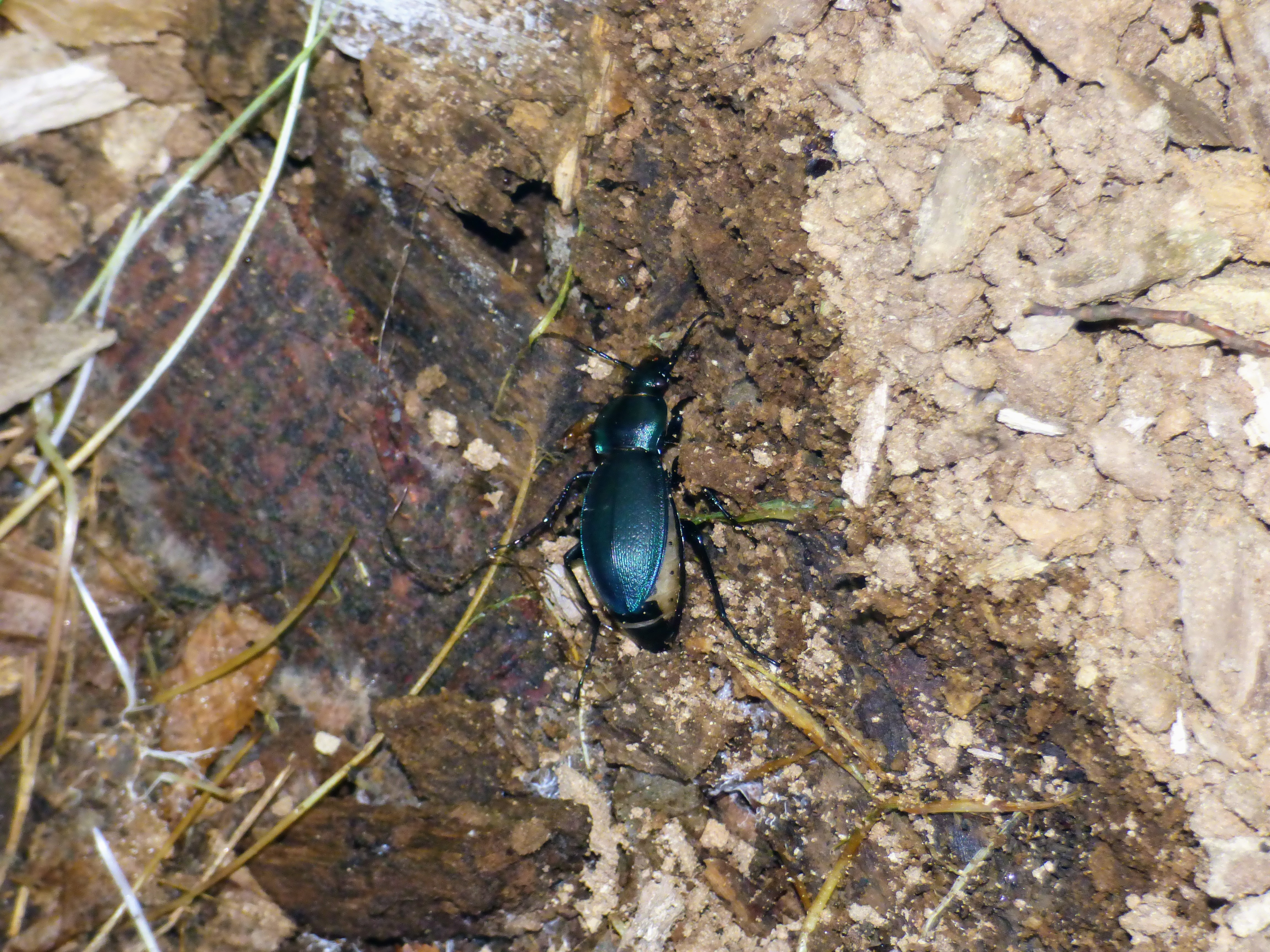 Carabus scheidleri vertesensis - vértesi változó futrinka