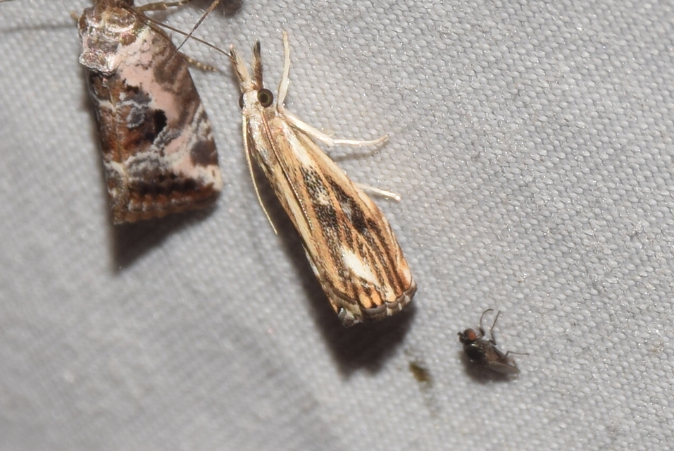 Catoptria verellus - kormos fűgyökérmoly