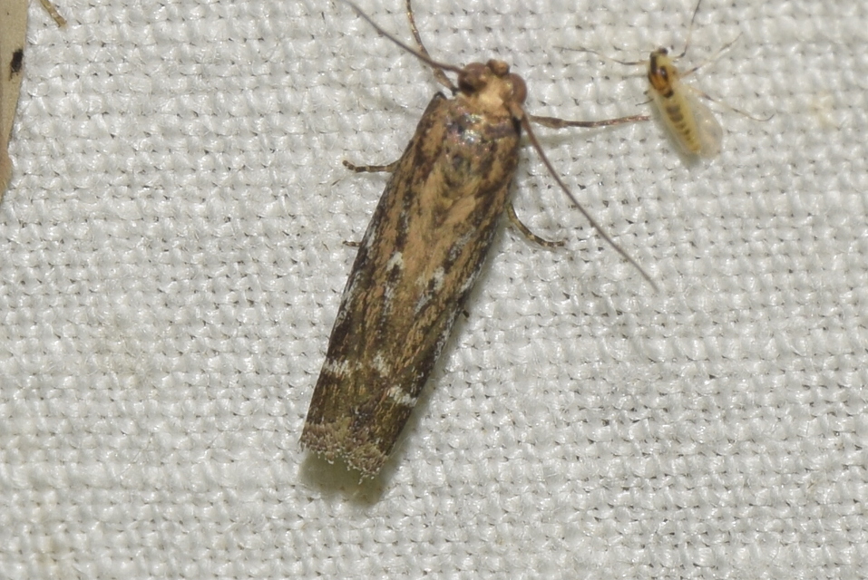 Pempeliella ornatella - díszes karcsúmoly