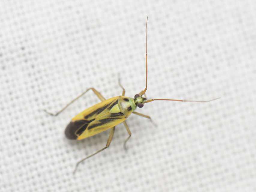Stenotus binotatus - kétfoltos mezeipoloska
