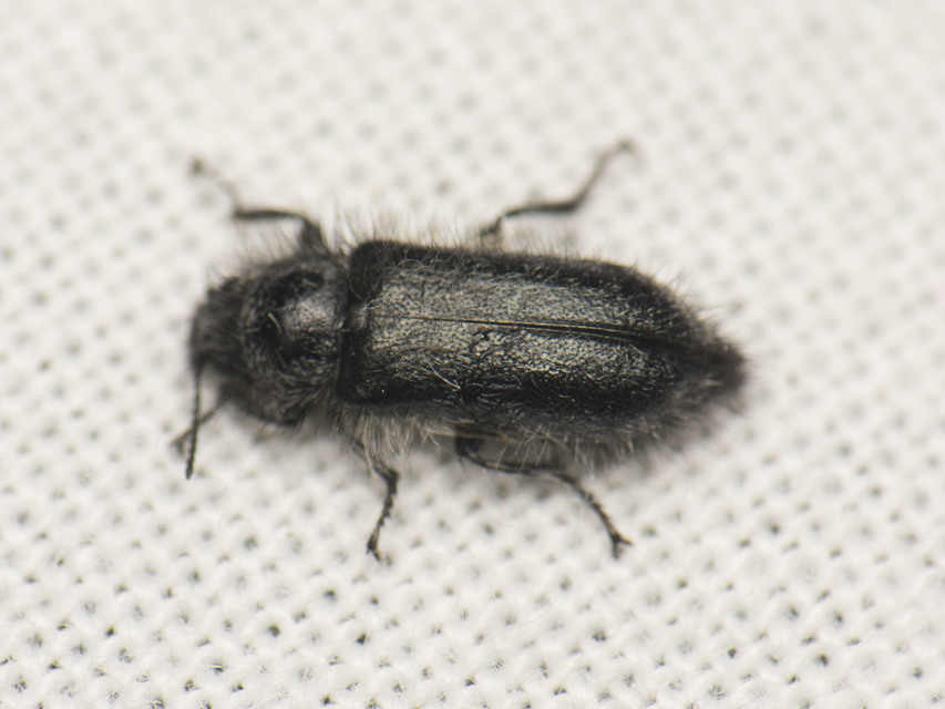 Enicopus pilosus - bundás karimásbogár