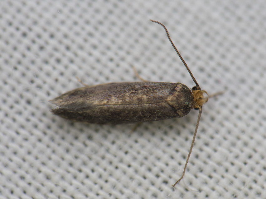 Tineidae - ruhamolyfélék