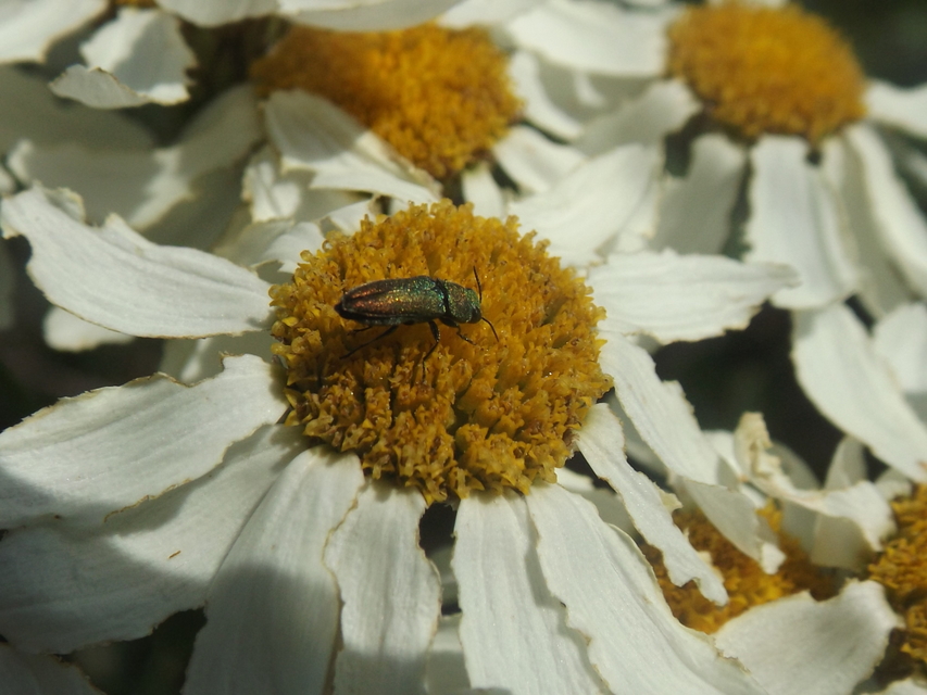 Anthaxia millefolii - cickafark-virágdíszbogár