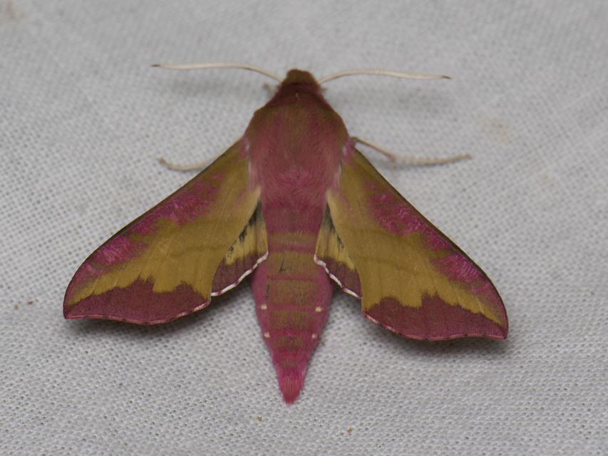 Deilephila porcellus - piros szender