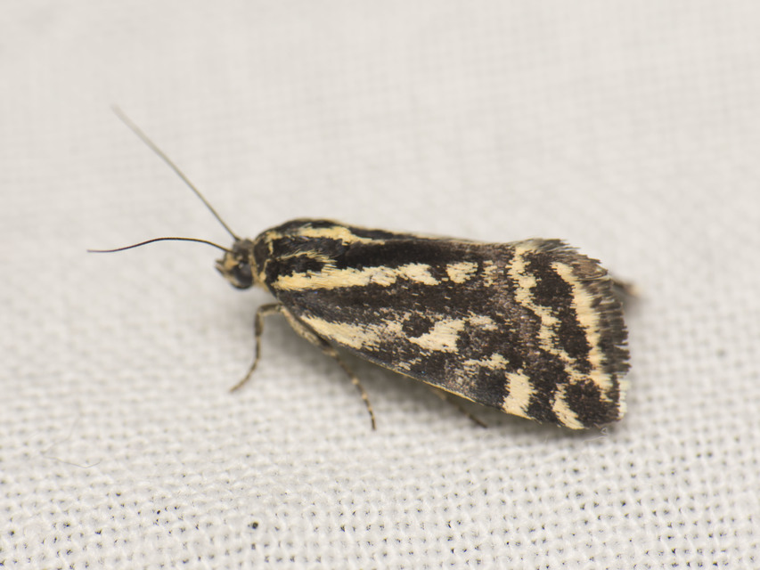 Emmelia trabealis - zebrabagoly