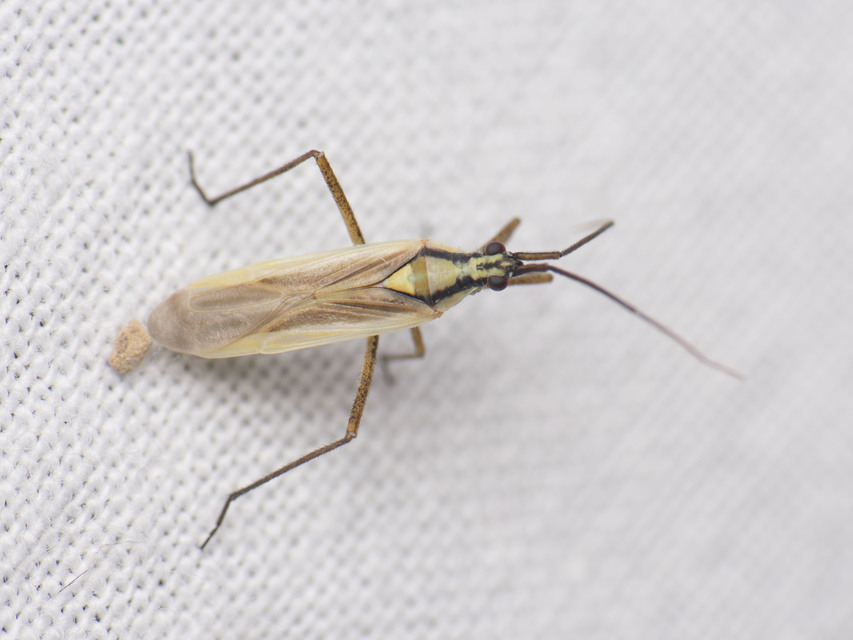 Leptopterna ferrugata - vastagcsápú mezeipoloska