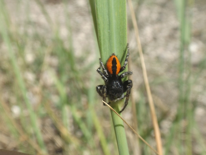 Philaeus chrysops - piros ugrópók