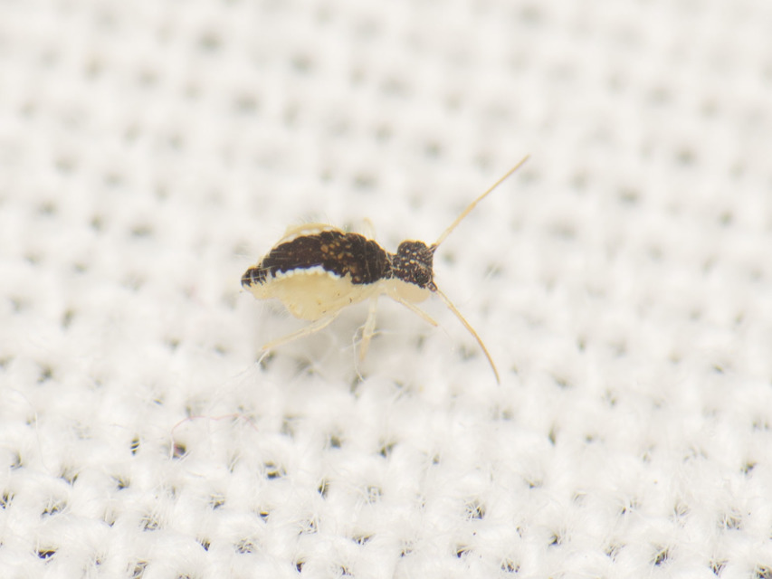 Sminthurus maculatus