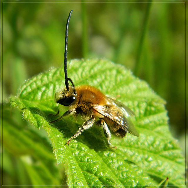 Eucera
