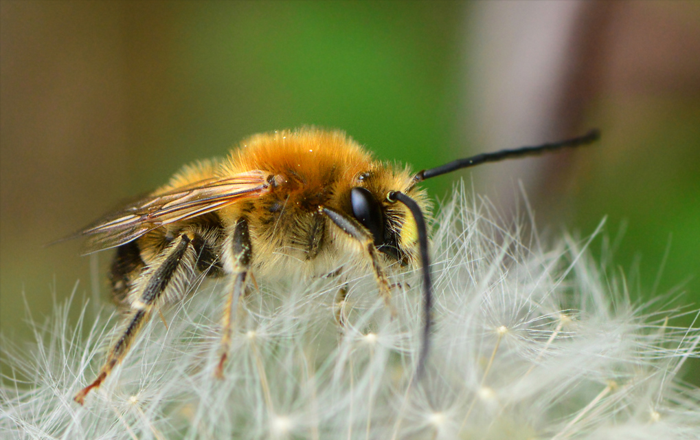 Eucera