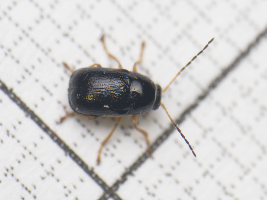 Cryptocephalus bameuli/flavipes