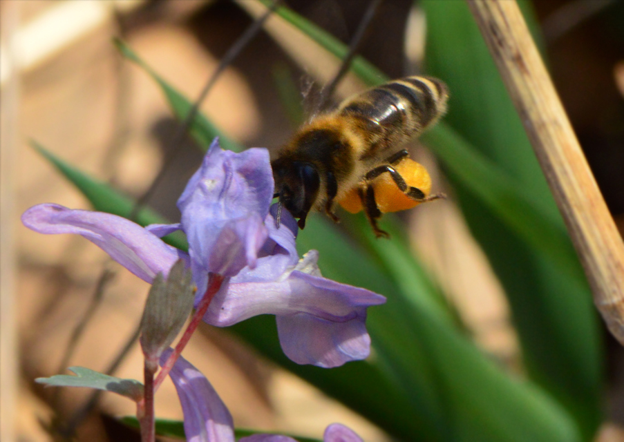 Apis mellifera - háziméh