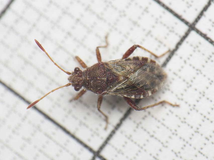 Rhopalidae - üvegpoloskák