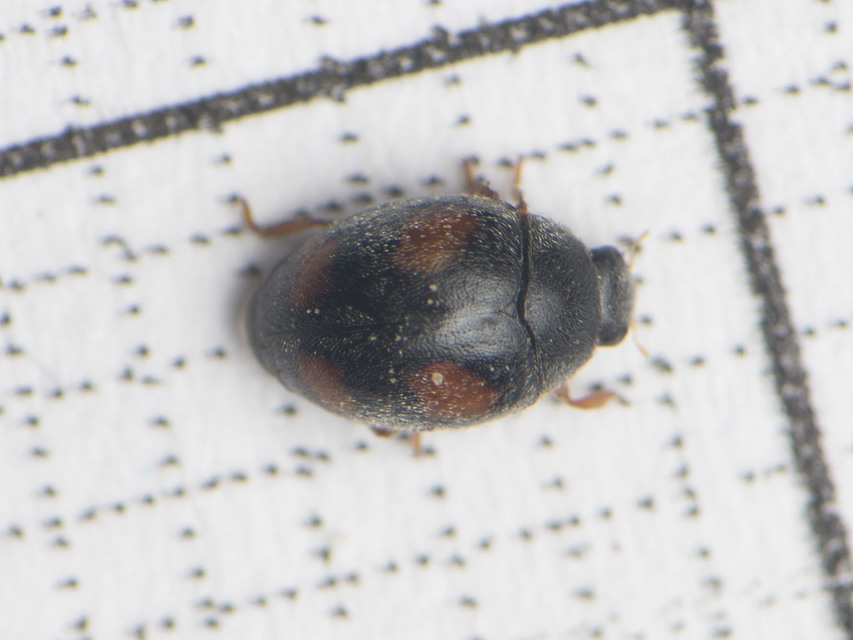 Scymnus frontalis - közönséges bödice