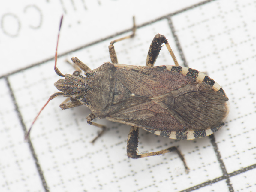 Ceraleptus gracilicornis - tüskéslábú karimáspoloska