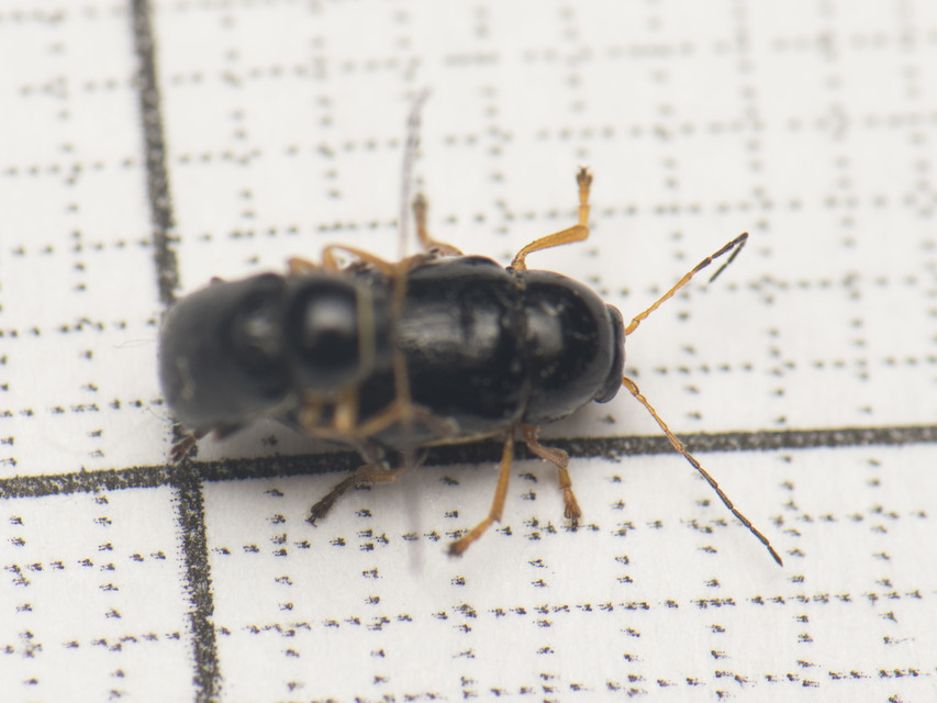 Cryptocephalus bameuli/flavipes
