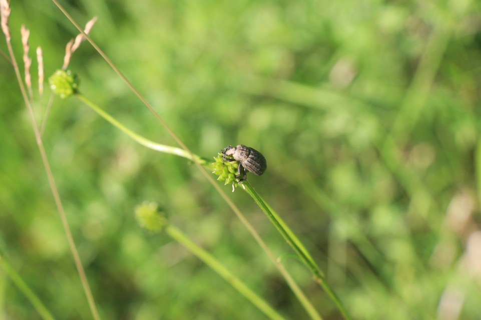 Minyops variolosus - nyugati bordásormányos