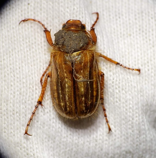 Amphimallon solstitiale - bordás sárgacserebogár