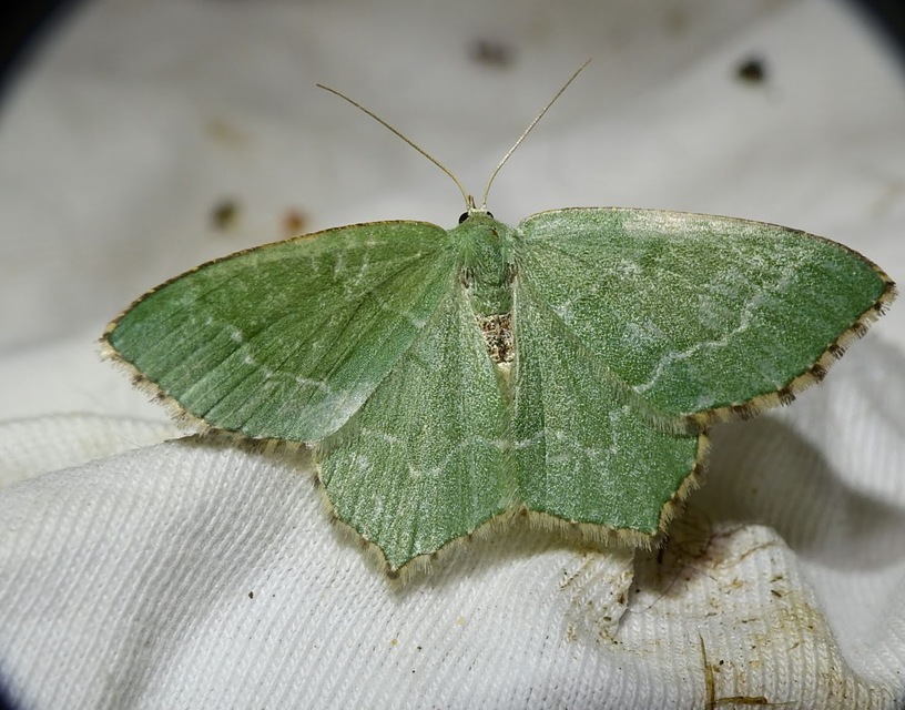 Hemithea aestivaria - nyír-zöldaraszoló