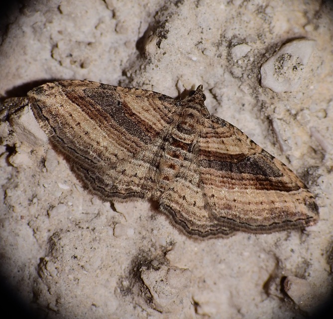 Costaconvexa polygrammata - soksávú araszoló