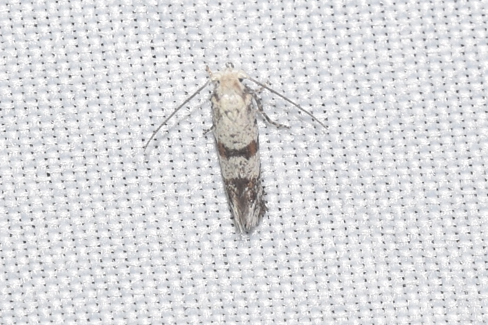 Scythropia crataegella - galagonya-pókhálósmoly