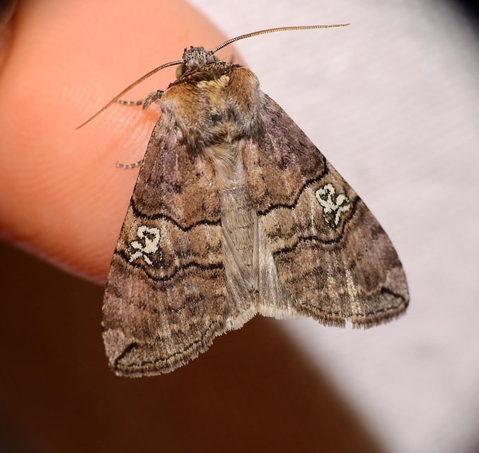Tethea ocularis - pápaszemes pihésszövő