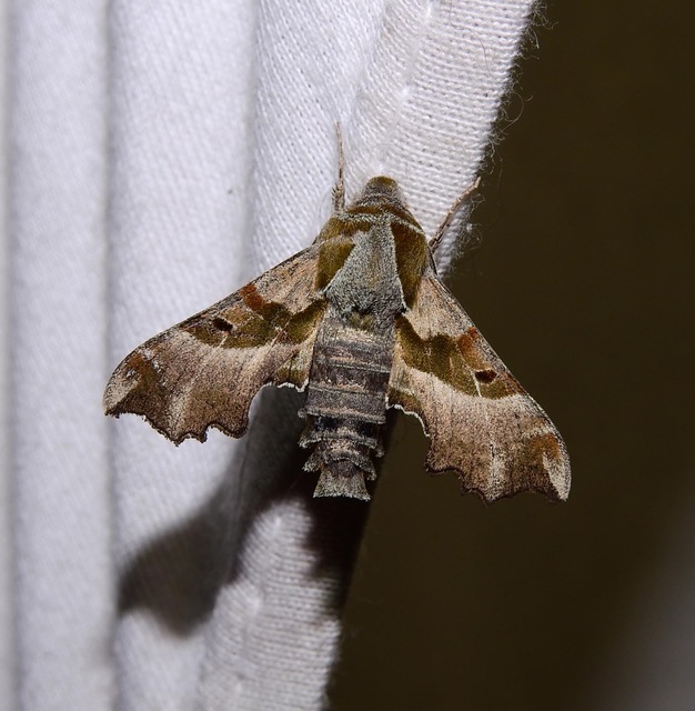 Proserpinus proserpina - törpeszender