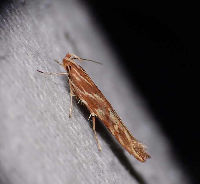 Pyroderces argyrogrammos - ezüstmintás tündérmoly