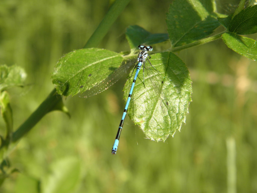 Coenagrion puella - azúrkék légivadász