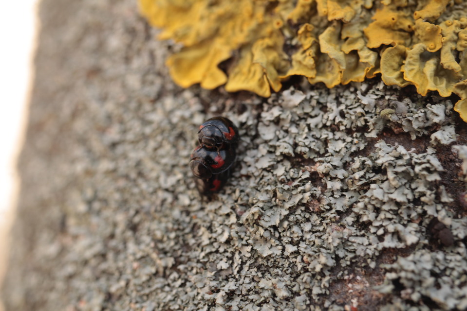 Exochomus quadripustulatus - négyfoltos szerecsenkata