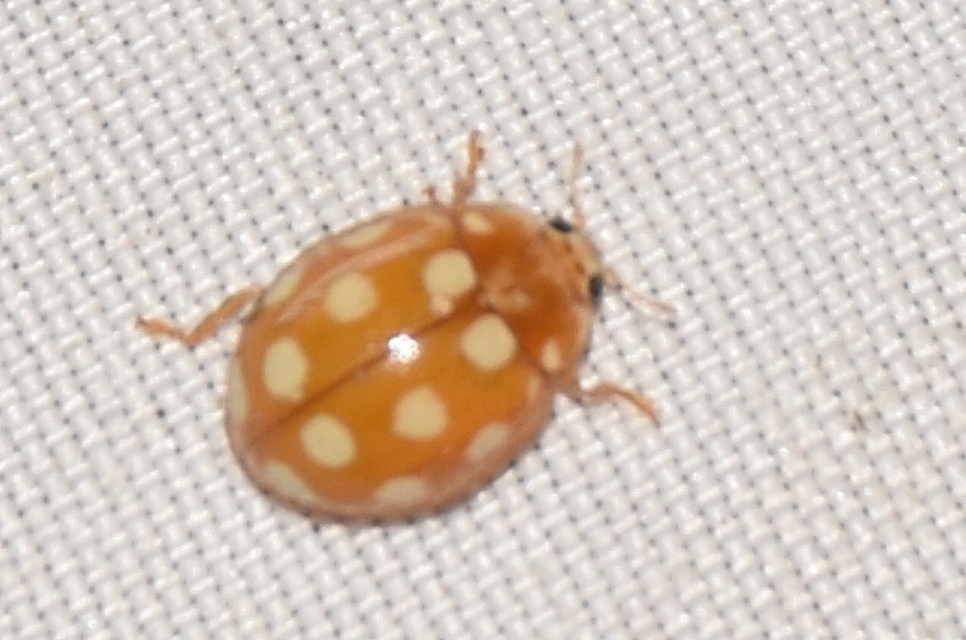 Calvia quindecimguttata - tizenötcseppes füsskata