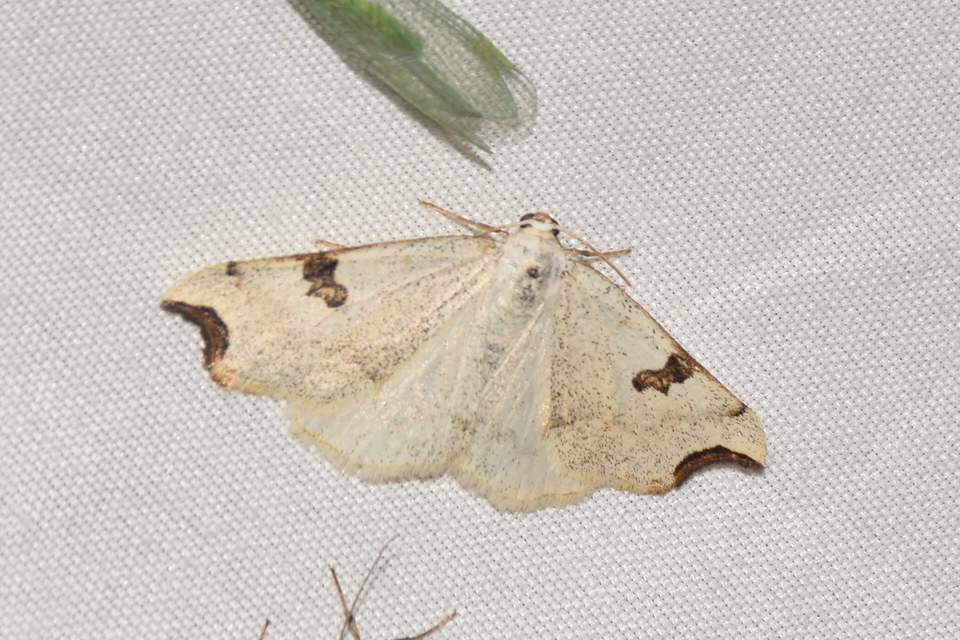 Eilicrinia cordiaria - fehér fűzfaaraszoló