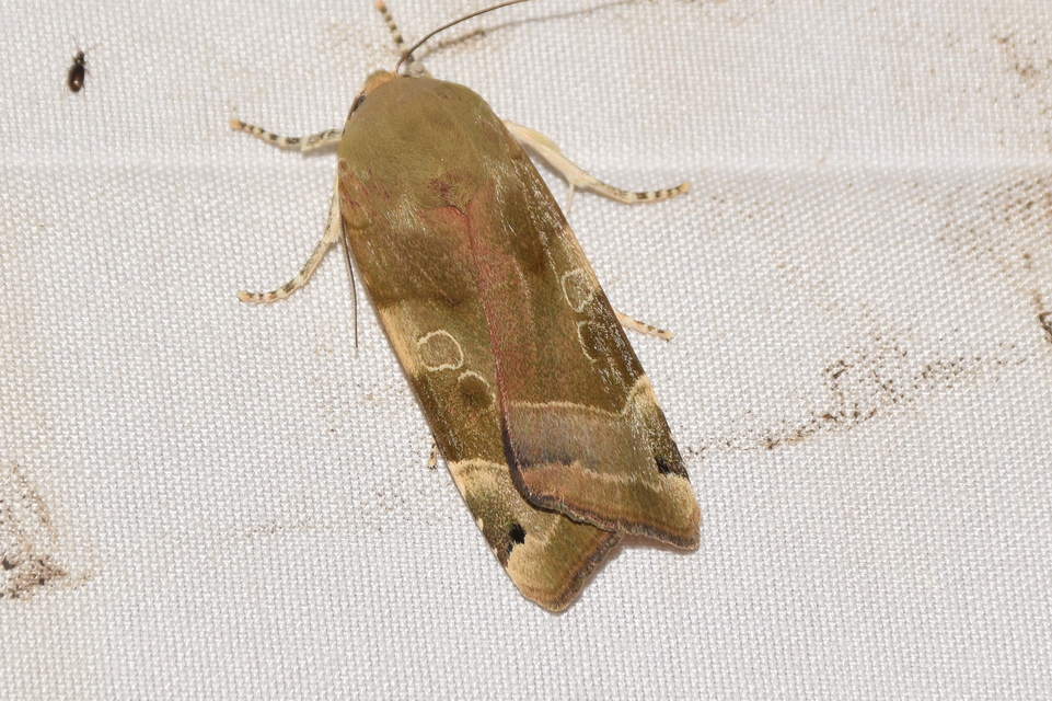 Noctua fimbriata - szélessávú sárgafűbagoly