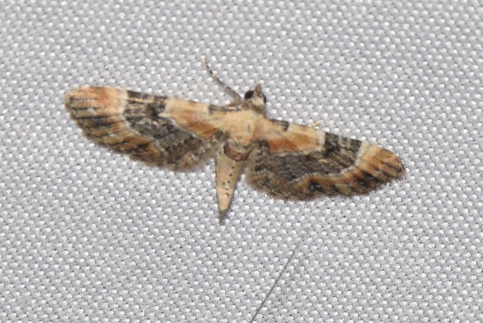 Eupithecia linariata - vonalas törpearaszoló