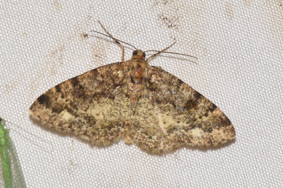 Parectropis similaria - barna zuzmóaraszoló