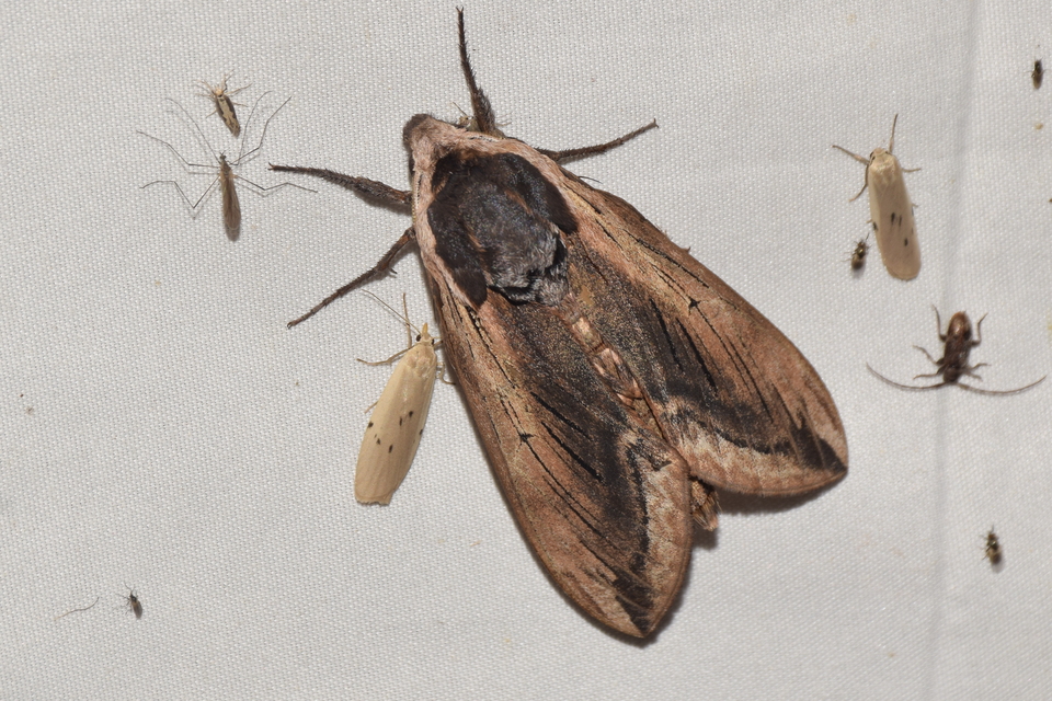Sphinx ligustri - fagyalszender