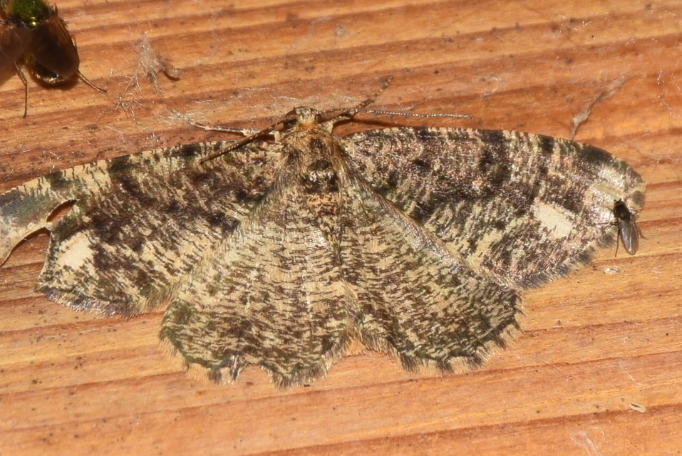 Parectropis similaria - barna zuzmóaraszoló