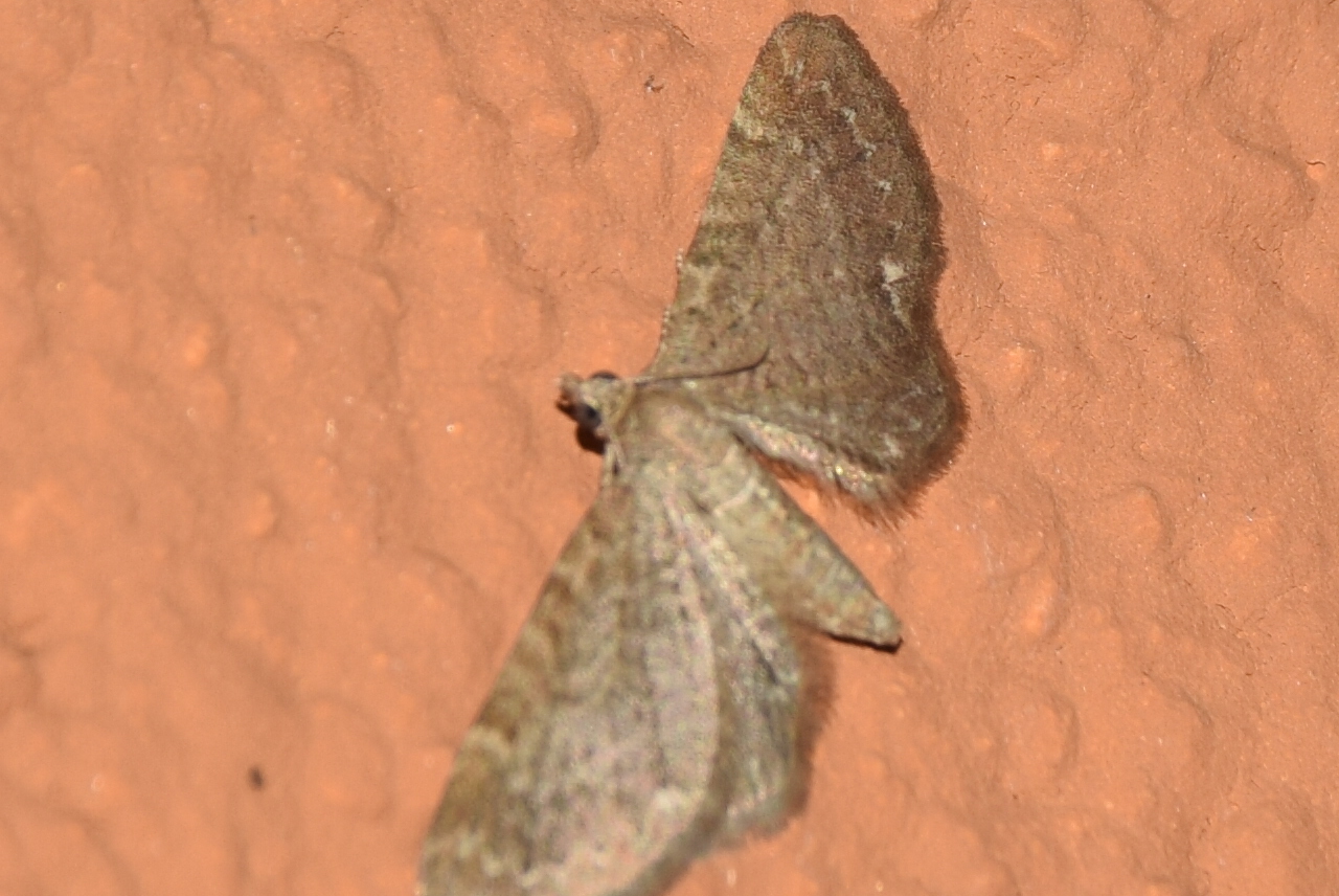 Eupithecia valerianata - sápadt törpearaszoló