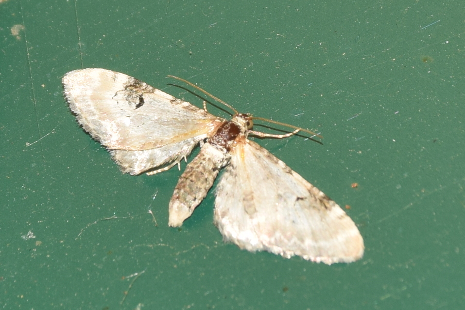 Eupithecia centaureata - búzavirág-törpearaszoló