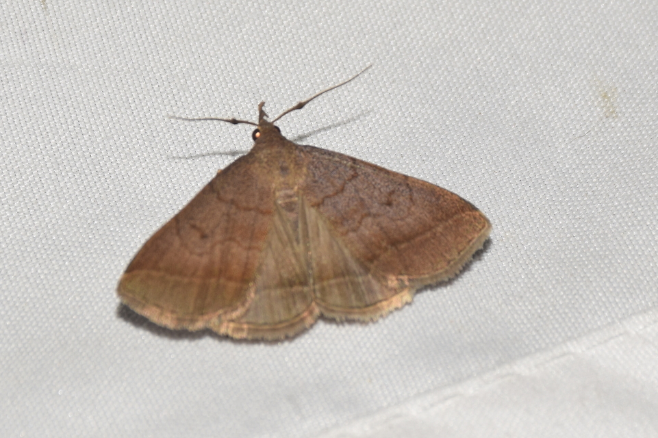 Zanclognatha lunalis - pelyheslábú karcsúbagoly
